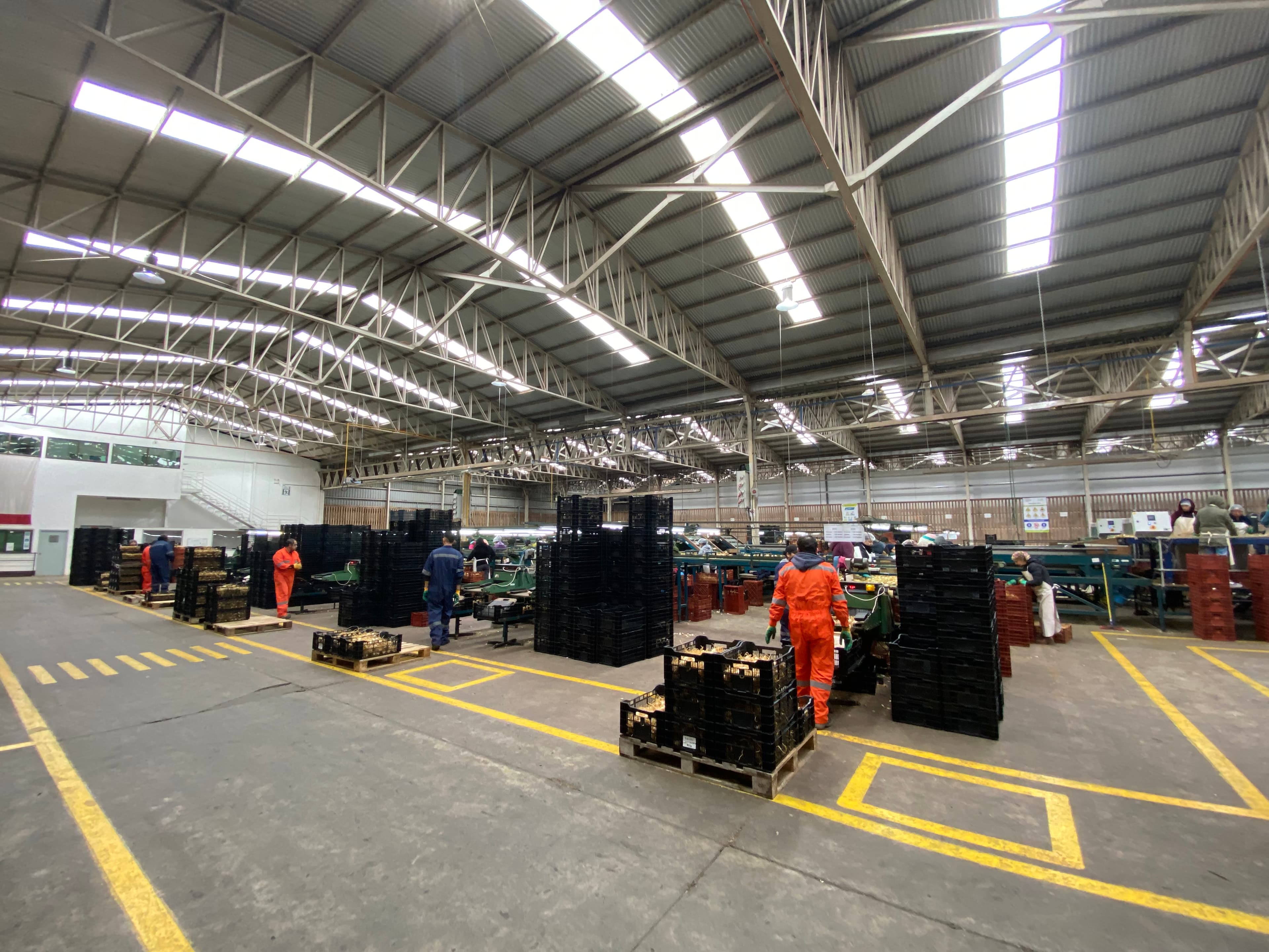 Planta de Valdivia Lilies donde se validó la tecnología Qualiblick